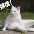 猫猫版 招 生 简 章 ！|中科大特供——成功猫咪，巅峰住宅~