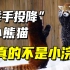 小熊猫：随时随地都会被吓到的小可爱