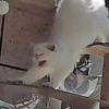 【猫猫】猫届丢脸第一名！——福宝