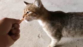 小猫咪视频可爱萌萌哒 b63100f4f1e2d70be9d6452366cea9b0f5978a5c.jpg@280w_158h_1c_100q.jpg