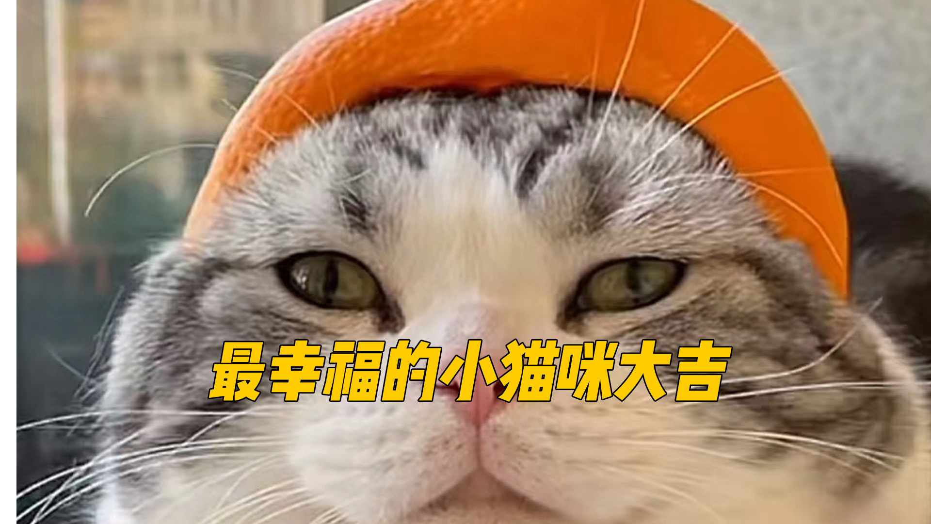 会撒娇的小猫咪最好命，妈宝猫“大吉”的幸福生活！