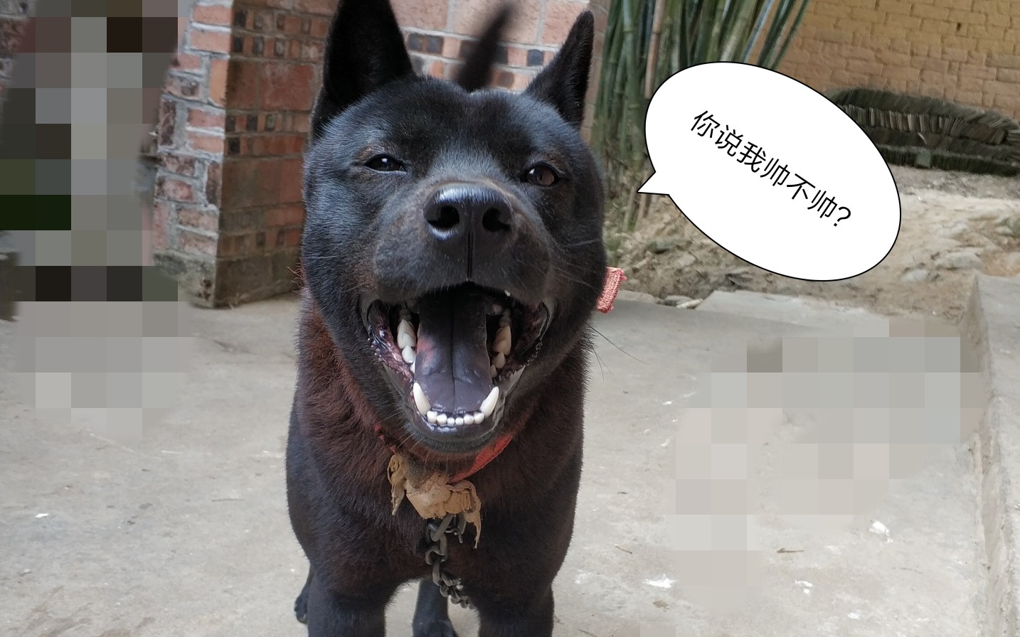 广西乡下滴帅气土狗国庆节回家时还是个小奶狗现在过年回家变成黑色帅