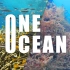 环保短片《One Ocean》海洋公益环保塑料垃圾正能量潜水打击海洋垃圾