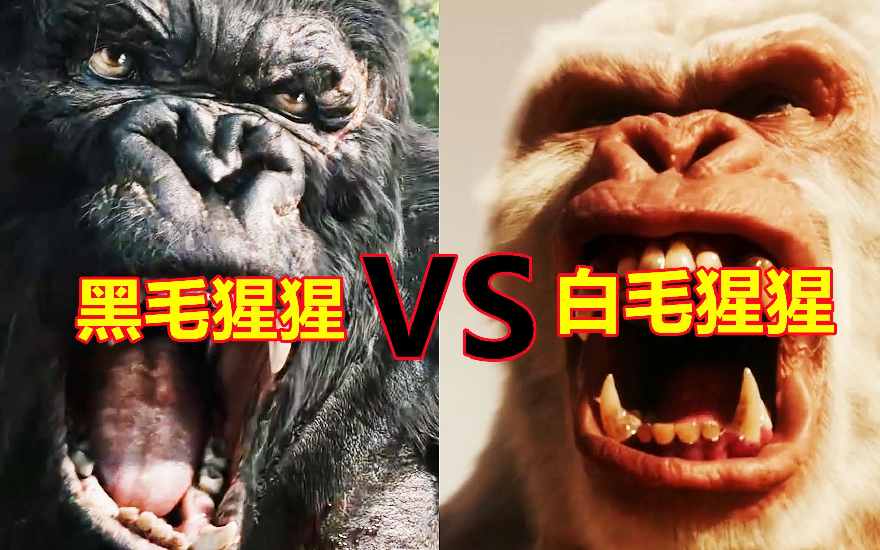 黑毛猩猩和白毛猩猩大比拼，如果它们打起来你觉得哪个胜率高？