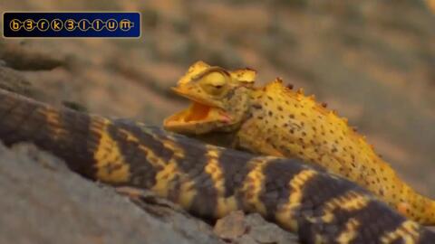 b68de5e11a5031a8f4000812ced043d3964d5fbb.jpg@480w_270h_1c