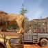 角色互换！非洲一动物园将游客关进“笼子”里，供狮群“欣赏”