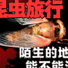 一只昆虫被带到陌生的地方，能不能会怎么样