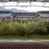 真美！奥地利一足球场草坪变森林 呼吁人类重视环保