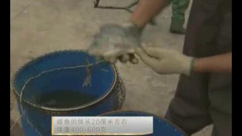 福寿鱼养殖技术,福寿鱼养殖技术视频