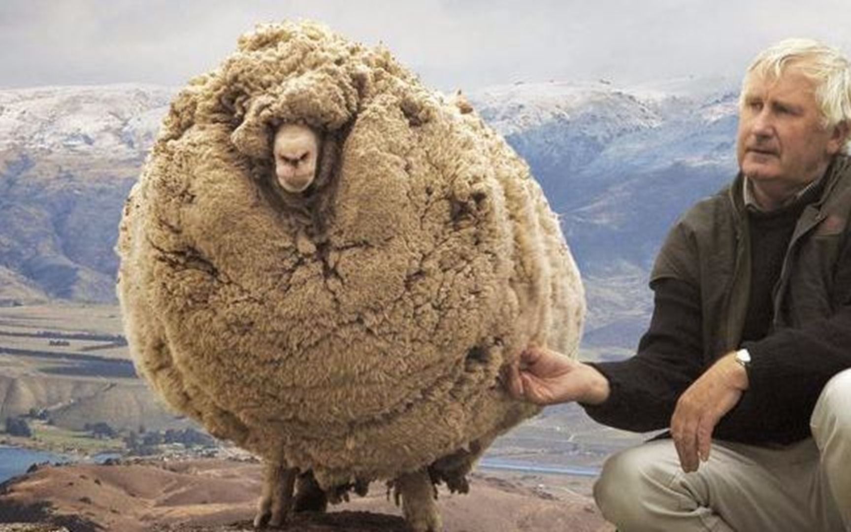 “最没骨气”的绵羊，逃跑6年后，拖着50斤的羊毛求主人剪毛！