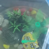 中间一只花背 两边都是绿毛 艺术成分很高