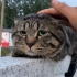 b站最委屈的猫磁悬浮列猫，据说刷到视频的人都会被他的委屈脸深深吸引？你有没有沦陷呢