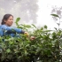 跟着茶农们的脚步，深入茶林，一探古树茶鲜叶的采摘过程