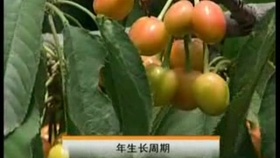 红芸豆怎么种植技术视频 b7031a2b26a82653070febd1a58b02b0f7f7681f.jpg@280w_158h_1c_100q.jpg