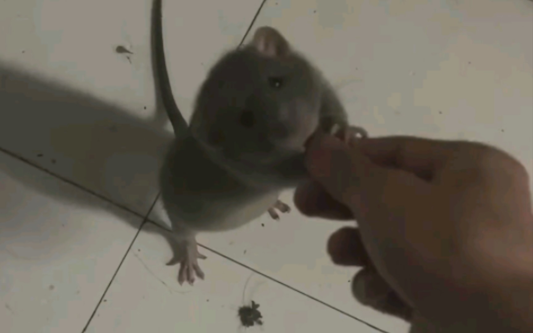 哥们，你养的这老鼠叫杰瑞？