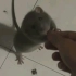 哥们，你养的这老鼠叫杰瑞？