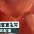 【3D系列】孕期宝宝发育全过程~生命伟大！！！
