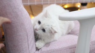 喵米官网 b728262e5ef80a50418e6b8280baa61128fa35c9.jpg@310w_174h_1c_100q.jpg