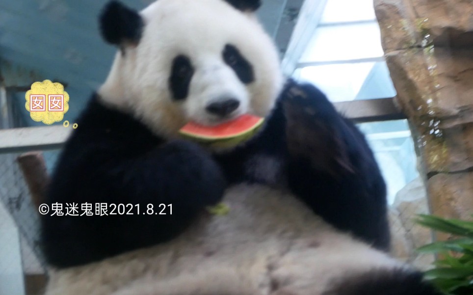 【大熊猫囡囡】开胃囡又肥来啦～今天吃了两块西瓜，坐扁三块西瓜╮(‵▽′)╭