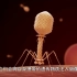 噬菌体作为病毒，外型却酷似机械，它们真的是自然产物吗？