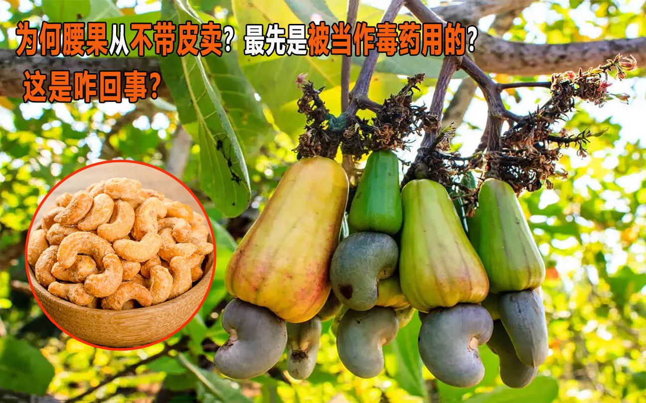 为什么腰果从不带皮卖？一开始是被当作毒药用的？这是咋回事？