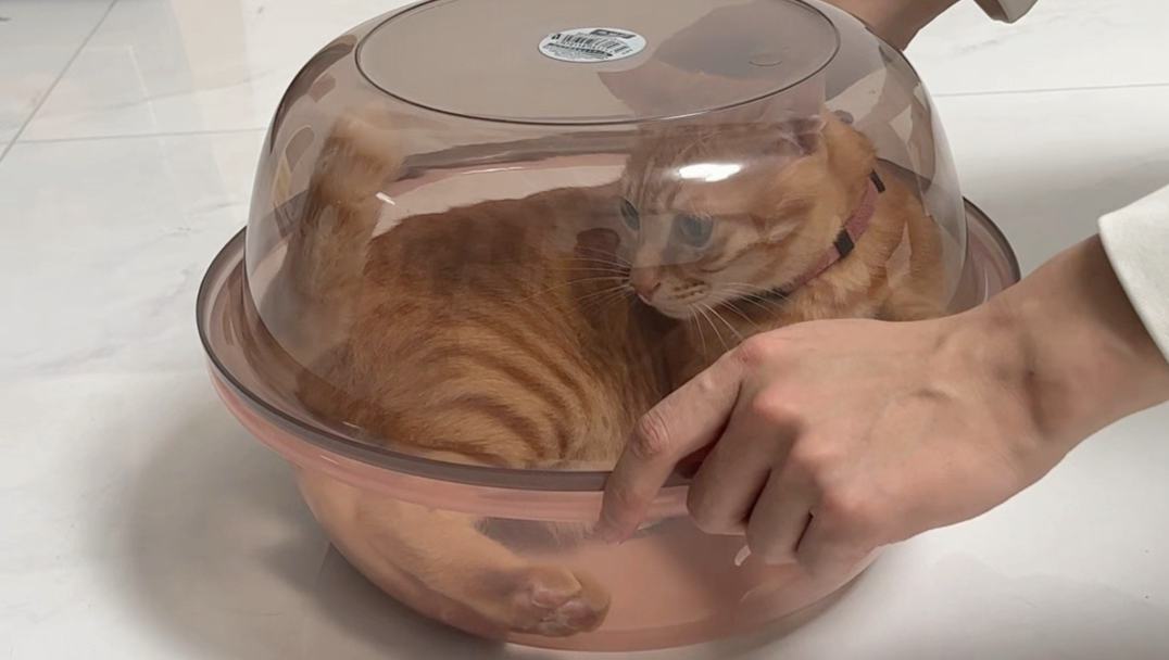 把猫咪放脸盆里，就能测试它们的智商？
