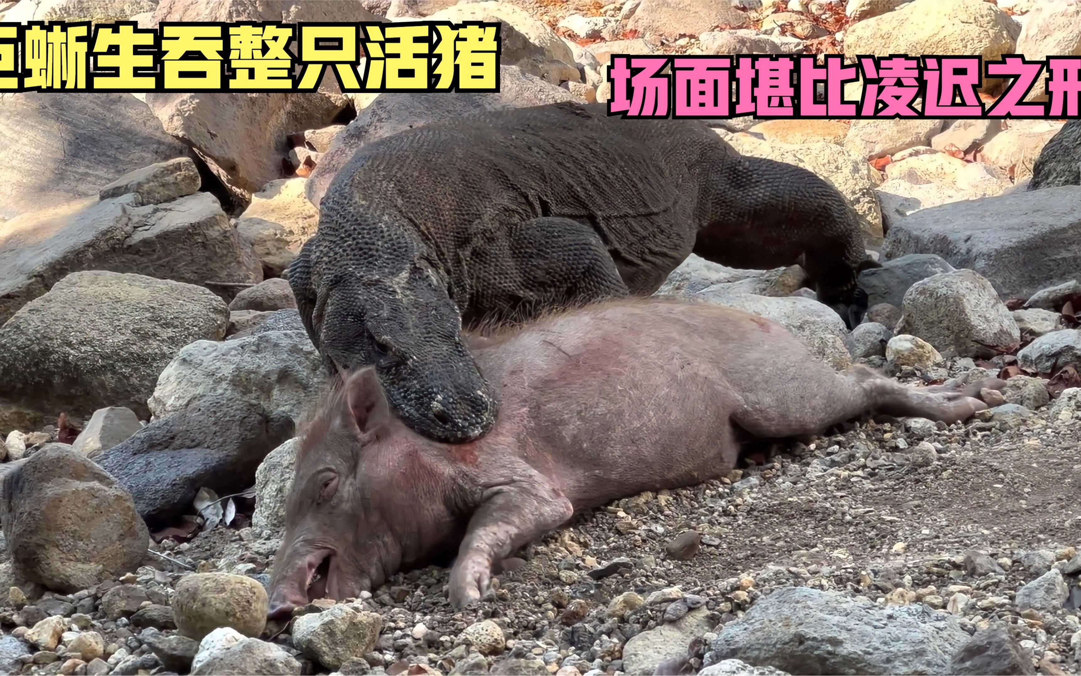 巨蜥生吞100斤重活野猪，场面堪比凌迟之刑，最终它会被噎死吗
