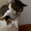 塑料姐妹花日常