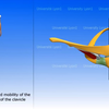 胸锁关节的运动（动画）--The Sternoclavicular Joint