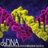 DNA分子结构特征