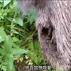 586 野猪治愈能力有多强，看完你就知道了#看动物世界品百味人生