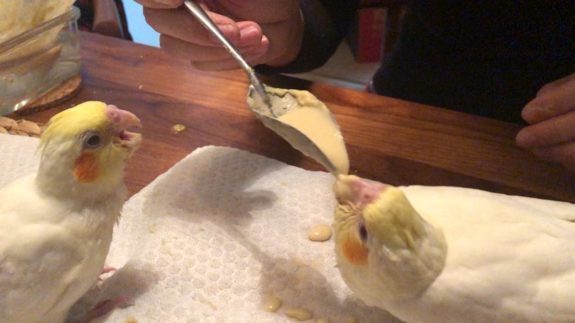 玄凤鹦鹉#买来的babybird第一次肯用勺子吃!而且迫不及待争前恐后!