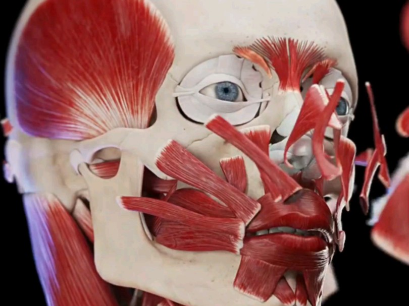 面部肌肉结构解剖图