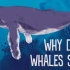 【TED】鲸鱼是如何在水里