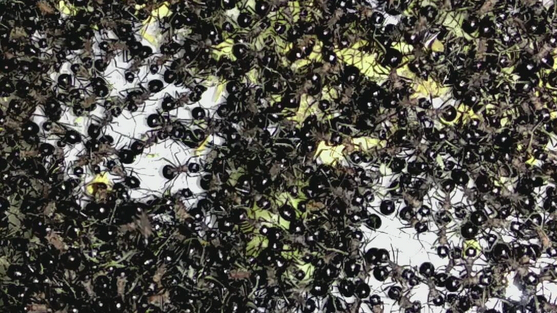 密恐福利～大群叶形多刺蚁