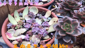 b7df7fea048f3289d9683ebb60881d6a18d5aad6.jpg@280w_158h_1c_100q.jpg