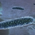 【分子生物学动画】线粒体——细胞的发电厂 Mitochondria: the cell's powerhouse（中英双