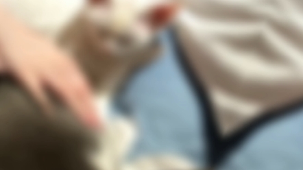 Henzi Soy milk or milk for breakfast?