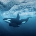 蔚蓝的海水，黑白的虎鲸，三分钟的视频让你看个够！