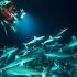 【纪录】法卡拉瓦环礁的大量灰礁鲨-法语英字