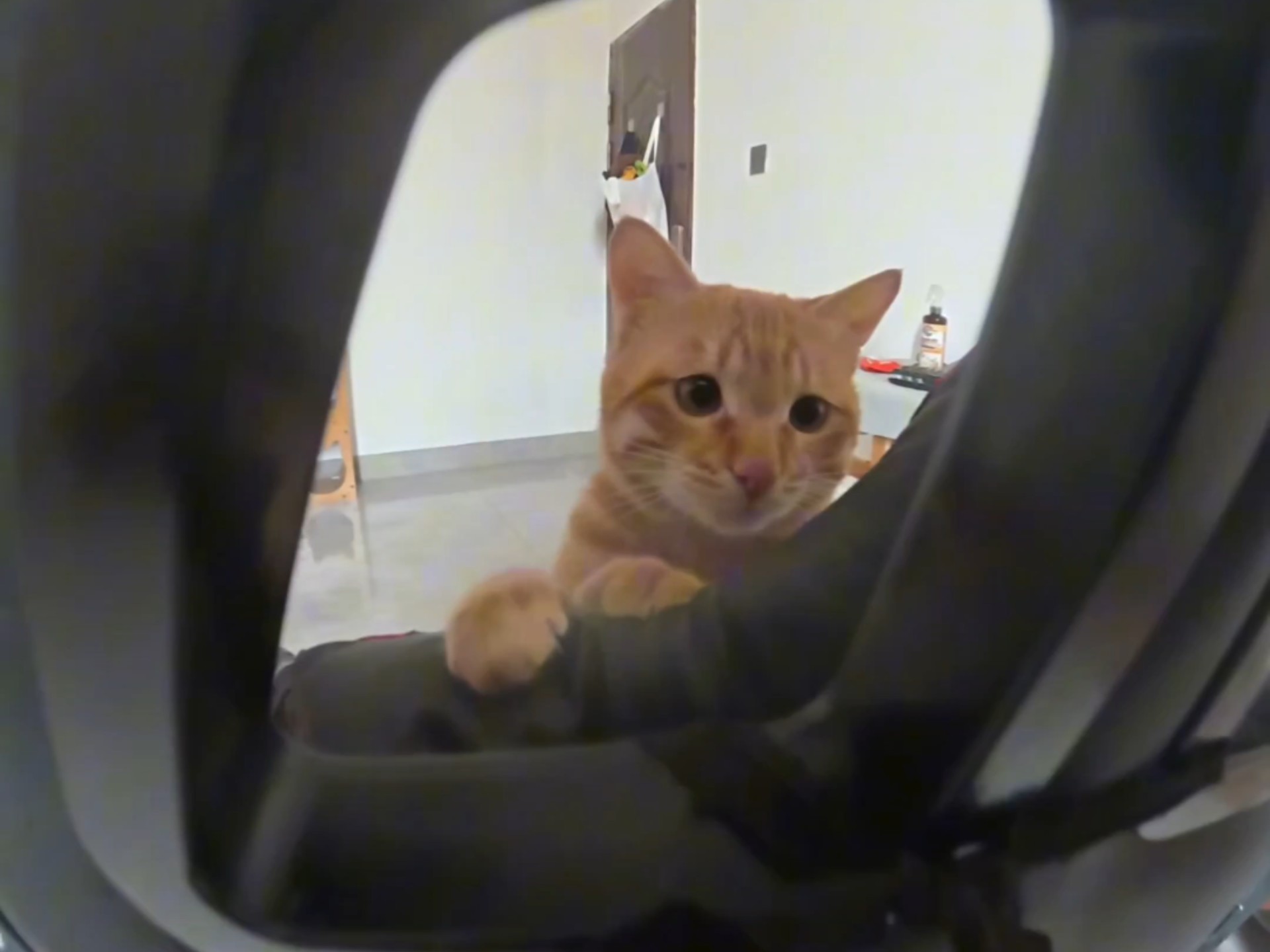 从洞口观察小猫