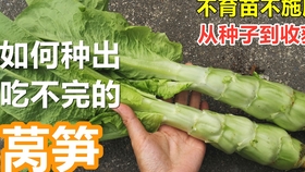 怎样快速催芽 b82d42d50dd364fd9a98e32b5dd1313de4864003.jpg@280w_158h_1c_100q.jpg