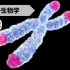 【分子】9.5 真核细胞线性染色体末端复制问题——端粒
