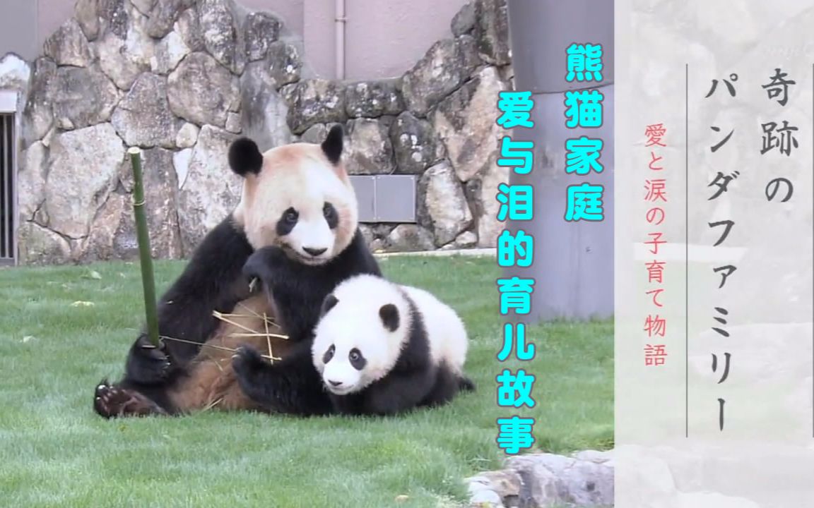 熊猫家庭_爱与泪的育儿故事_1000天的拍摄【秋秋】_纪录片_科技_哔哩