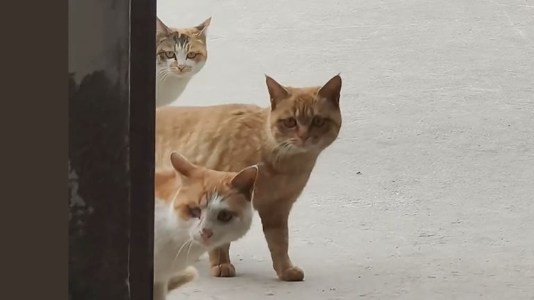 【动物配音】他怎么在用我们的猫砂盆？