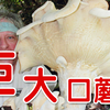 地球上最大的蘑菇之一：巨大口蘑，广东福建云南台湾常见