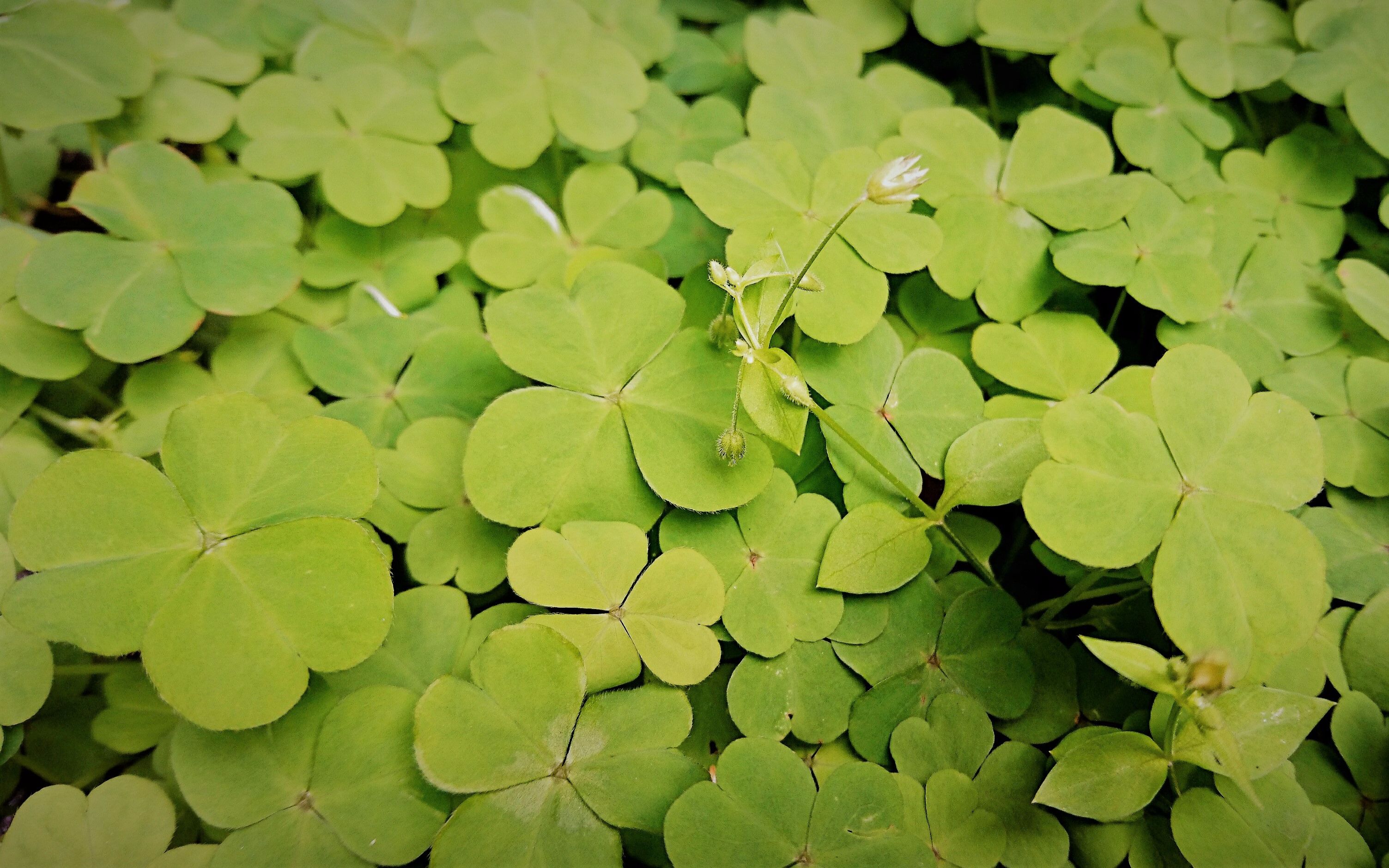 【钢琴】honey&clover 柔软的时光_哔哩哔哩_bilibili