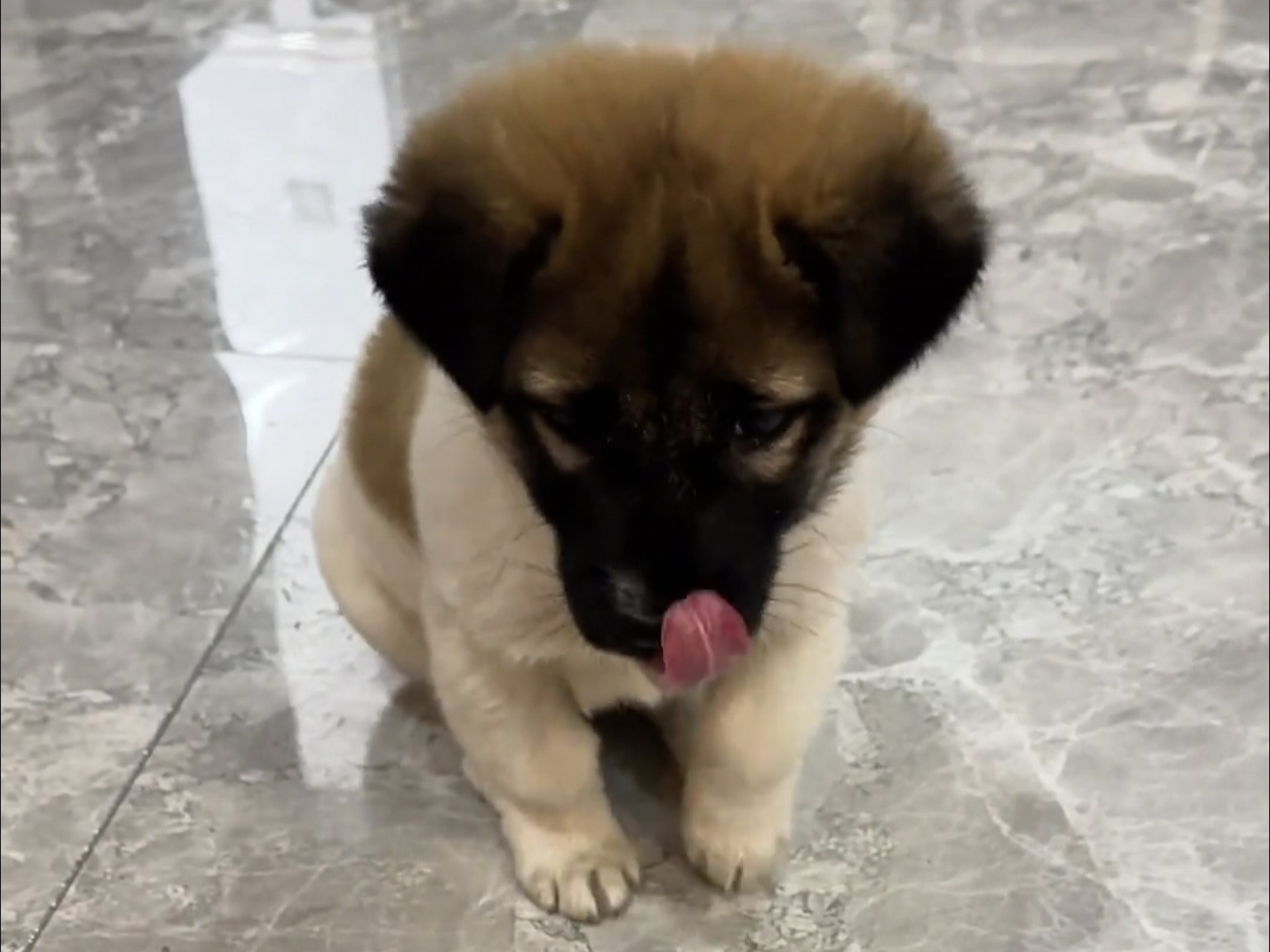 跺脚小狗～等不了一点！期待的跺跺脚呀～