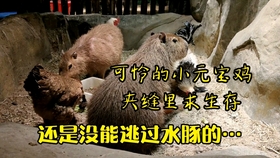b86054fe6332f88a7d6481ef2cd586f0de67551b.jpg@280w_158h_1c_100q.jpg