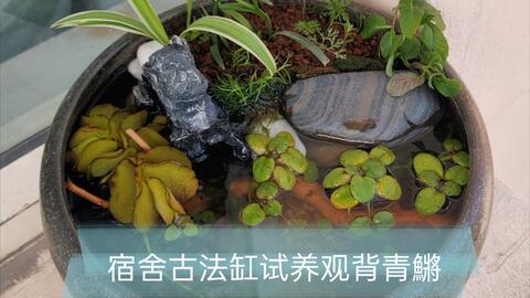 生态缸需要加什么 b860d0db3f83eabab39b39b2327e1d08208d6dcc.jpg@480w_270h_1c